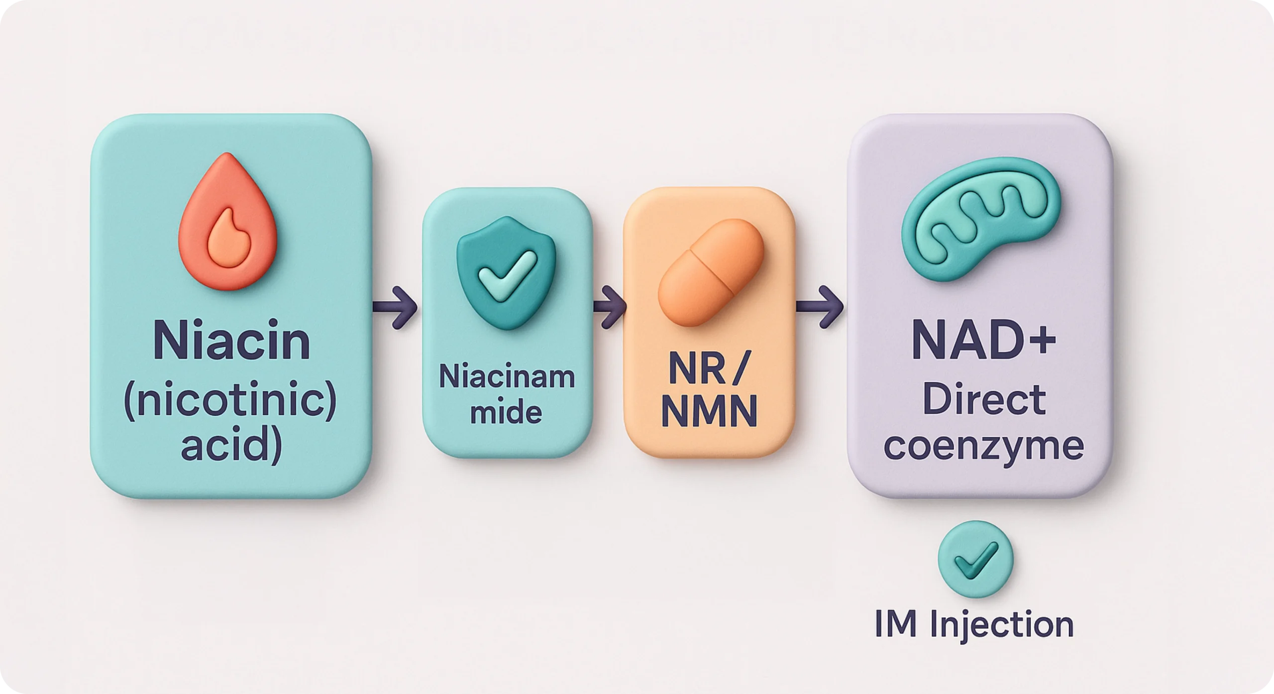 Perfect B - Blog - NAD Injection vs Niacin- Image 3