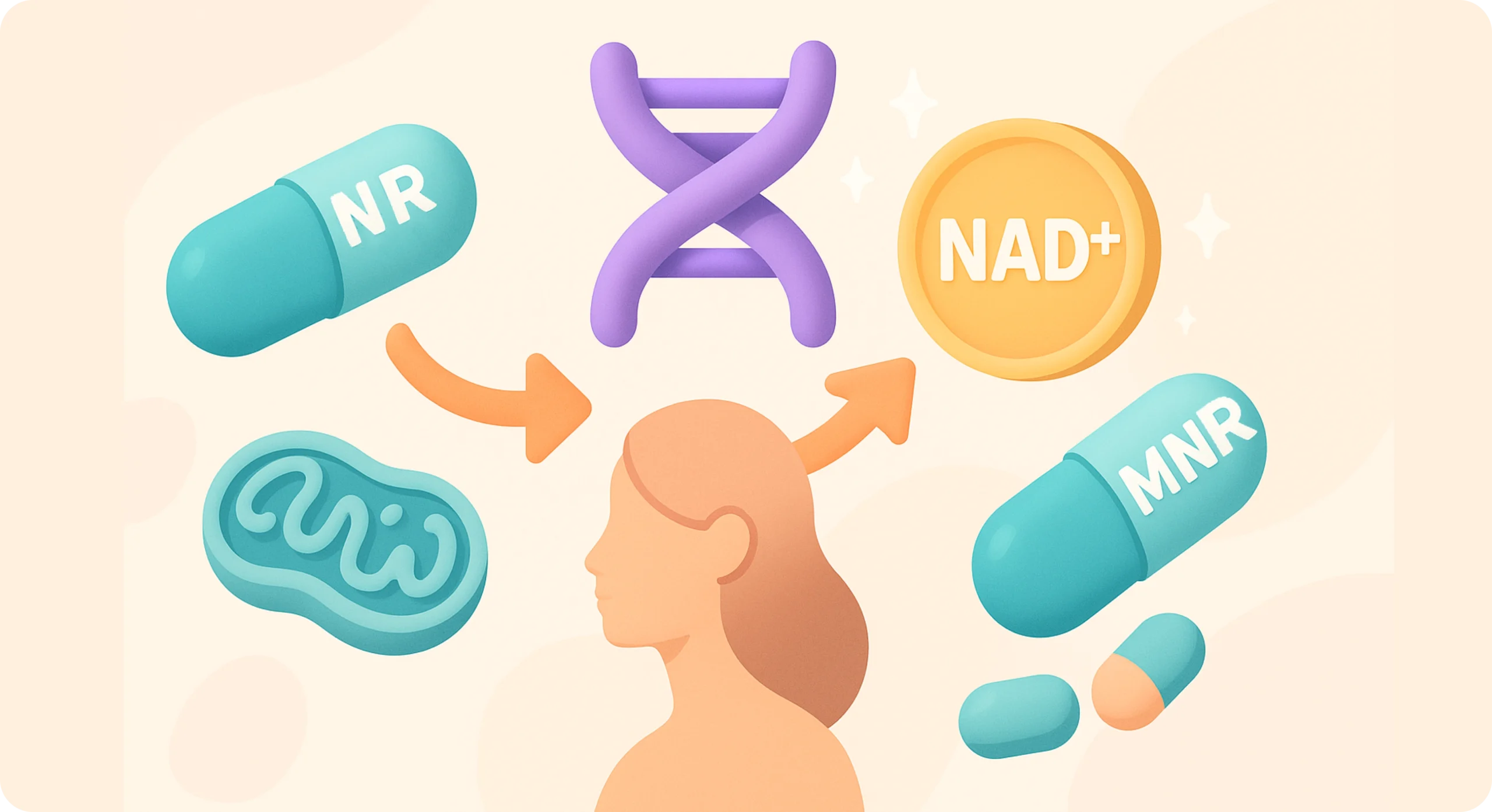 Perfect-B-Blog-NAD-Precursors_-NR-NMN-image-1