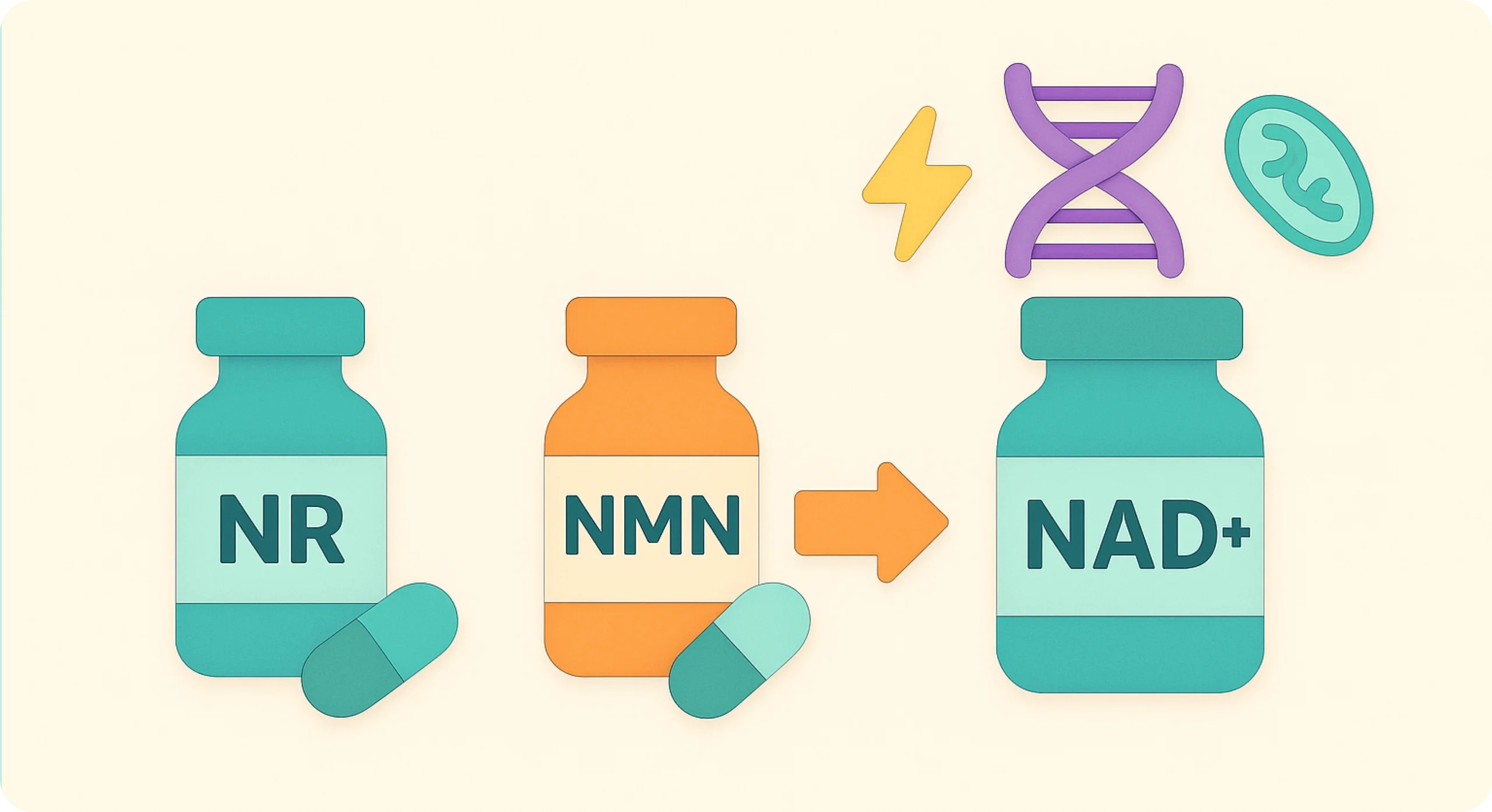 Perfect-B-Blog-NAD-Precursors_-NR-NMN-image