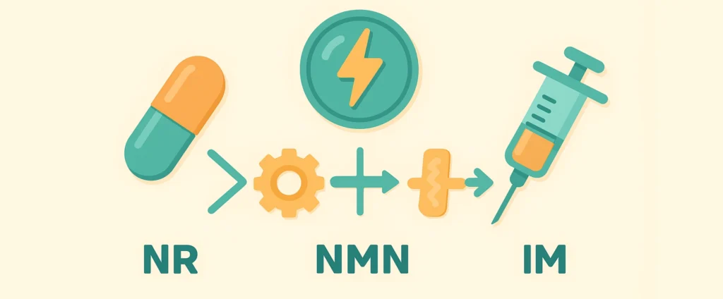Perfect-B-Blog-NAD-Precursors_-NR-NMN-portrait